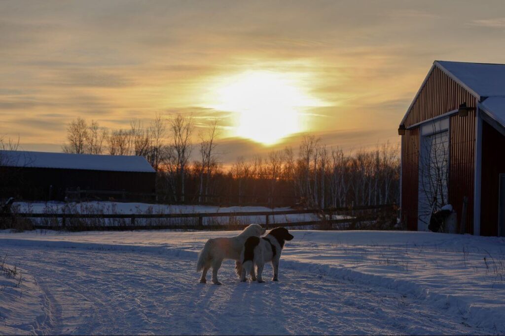 dogs standing in front of a sunset